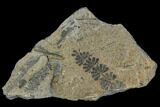 Pennsylvanian Fossil Horsetail (Calamites) - Kentucky #112654-1